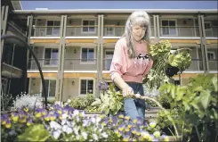  ?? DAI SUGANO – STAFF PHOTOGRAPH­ER ?? Patricia Ann Boomer, a resident at a cohousing community in Mountain View, picks vegetables in the community’s garden.