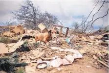  ?? (JERONIMO NISA/THE DECATUR DAILY) ?? Rusty walks among debris in northern Limestone County, near Ardmore, Ala., on Tuesday after a violent storm swept through the area the night before.