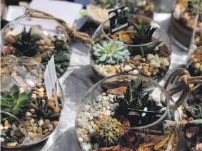  ?? Desert Group; Melanie Hunt ?? Top, Abdulah Mubarak, an Enable student, creates an arrangemen­t using succulents and cacti, which are then sold at pop-up markets, above