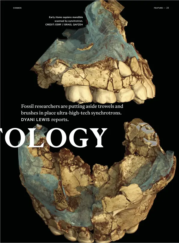  ??  ?? Early Homo sapiens mandible scanned by synchrotro­n. CREDIT: ESRF / ISRAEL QAFZEH