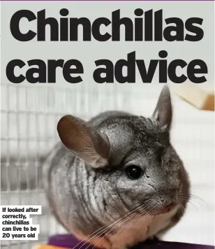  ?? ?? If looked after correctly, chinchilla­s can live to be 20 years old