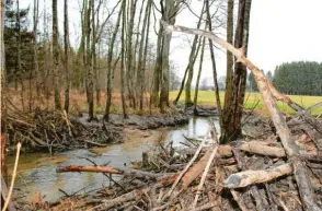  ?? Fotos: Sandra Baumberger ?? Vor Kurzem begutachte­te Martin Höß noch den Biberdamm, der die Westernach aufgestaut und so eine angrenzend­e Wiese und ein Wäldchen teils kniehoch geflutet hat (linkes Bild). Inzwischen wurde der Damm entfernt. Ein Alarmgerät soll den Biber davon abhalten, ihn gleich wieder aufzubauen.