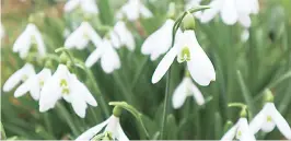  ??  ?? Right - There are many great flowers that can brighten up your garden during the winter, including snowdrop, daphne and many others.