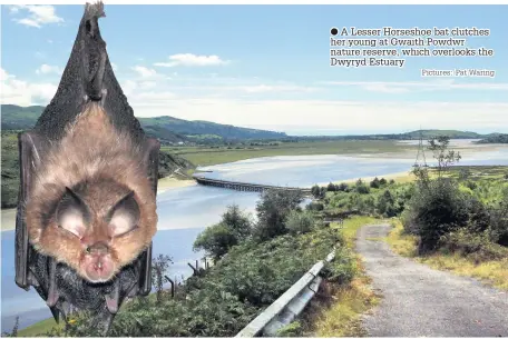  ?? Pictures: Pat Waring ?? ● A Lesser Horseshoe bat clutches her young at Gwaith Powdwr nature reserve, which overlooks the Dwyryd Estuary