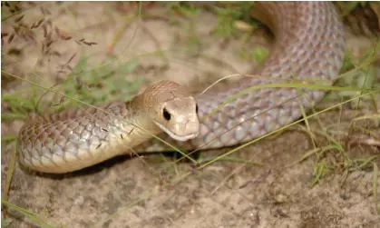  ?? Photograph: Supplied/PR image ?? Experts say snakes such as deadly brown snakes will try to get out while aquatic types such as the red-bellied black snake will be all right in the water.