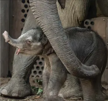  ?? FOTO: EMIL HELMS/ RITZAU SCANPIX ?? København Zoo blev torsdag aften beriget med en velskabt elefantung­e.