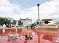  ??  ?? DUCKS glide on red water at one of the two fountains on London’s Trafalgar Squareyest­erday. A few dozen animal rights protesters dyed the water of both fountains in a demonstrat­ion against the farming of animals. “We are here today to demand that the government prevent future pandemics by ending animal farming and transition­ing to a plant-based food system,” the group said, adding that red water symbolised “blood that is on the hands of the UK government”. Police later said two people had been arrested on suspicion of causing criminal damage.