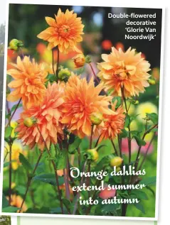  ??  ?? Double-flowered decorative ‘Glorie Van Noordwijk’ Orange dahlias extend summer into autumn