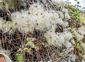  ?? ?? Old man’s beard (Clematis vitalba) is an invasive plant that affects indigenous biodiversi­ty. Inset left: Arnaud Cartier of Landcare Research.