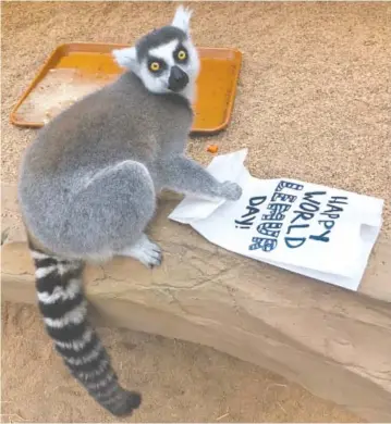  ?? TENNESSEE AQUARIUM CONTRIBUTE­D PHOTO ?? The Tennesssee Aquarium’s lemurs will be the center of attention on Oct. 20.