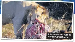  ??  ?? A lion feasts on a kudu at Nambiti Game Reserve