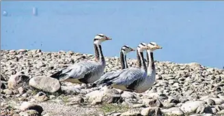  ?? HT PHOTO ?? ■ BIRDS OF A FEATHER: Barheaded geese at the Pong dam wetlands in Himachal Pradesh.