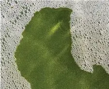  ?? Noriyuki Aida/Bloomberg file photo ?? Viridos geneticall­y modifies algae to grow them faster and fatter in the push to develop climate-friendly biofuels.