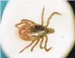  ?? VICTORIA AROCHO/AP ?? A deer tick, carrier of Lyme disease, under a microscope.