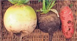  ??  ?? Winter radishes come in a variety of shapes, sizes and colors, and all are tasty treats that can be enjoyed in salads, as pickles and other ways all through winter.