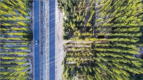  ?? PHOTOS BY HU HUHU / XINHUA ?? A vehicle travels through Kekeya, Aksu prefecture, Xinjiang Uygur autonomous region, where a successful greening project has prevented desertific­ation.