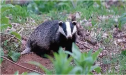  ??  ?? Lovely sight A badger, like those spotted during the Badger Watches at the Falls of Clyde (Pic by Chas Moonie)