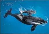  ?? (REPRESENTA­TIONAL IMAGE) AP FILE ?? An orca with its newborn calf.