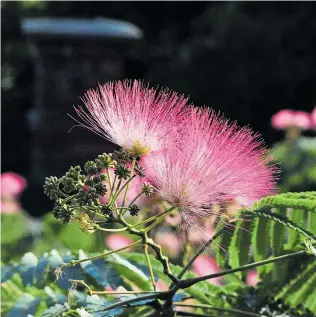  ?? Ute Woltron ?? Die flauschige­n Blüten des Seidenbaum­es.