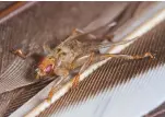  ??  ?? A flat fly on feathers in a sand martin nest