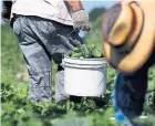  ?? TORONTO STAR FILE PHOTO ?? A report by the Migrant Workers Alliance for Change said there were 180 hotline calls on behalf of 1,162 workers, mostly from the Caribbean, between March 15 and May 15.