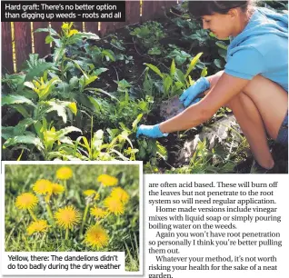  ??  ?? Hard graft: There’s no better option than digging up weeds – roots and all Yellow, there: The dandelions didn’t do too badly during the dry weather