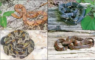  ?? FILE PHOTOS ?? CLOCKWISE FROM TOP LEFT: A venomous copperhead snake; the common king snake is nonvenomou­s; corn snakes are nonvenomou­s; the timber rattlesnak­e is venomous.