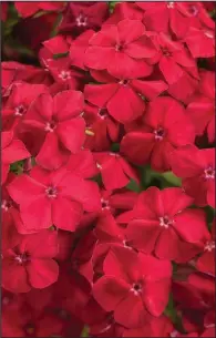  ?? (TNS/Chris Brown Photograph­y) ?? Intensia Red Hot phlox is fiery in color and creates intense — or should we say “Intensia” — excitement.