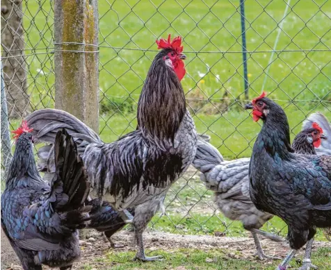  ?? Fotos: Michael Eichhamer ?? Im Garten von Anton Schneider leben zehn Augsburger Hühner und auch ein Hahn ist dabei.