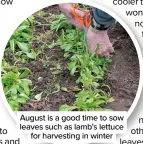  ??  ?? August is a good time to sow leaves such as lamb’s lettuce for harvesting in winter