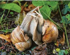  ?? Foto: Jan‰Peter Kasper, dpa ?? Beim Liebesspie­l kriechen Weinbergsc­hnecken mit der Sohle aneinander hoch und betasten sich.