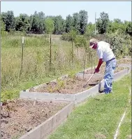  ?? Lynn Atkins/The Weekly Vista ?? Master Gardeners volunteer their time in a large vegetable garden behind the Caring and Sharing Thrift Store in Bentonvill­e.