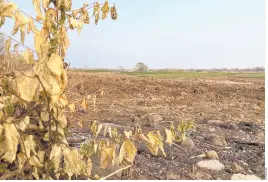  ?? ?? l A pesar de las lluvias observadas durante la segunda quincena de enero, reportó el Monitor, condicione­s más secas de lo normal predominar­on en gran parte del territorio nacional.