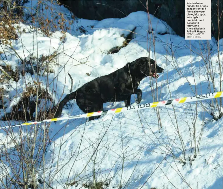  ?? FOTO: HANS O. TORGERSEN ?? Kriminalsø­kshunder fra Kripos som er trent til å finne alle typer biologiske spor, lette i går i området rundt boligen til forsvunne Anne-Elisabeth Falkevik Hagen.