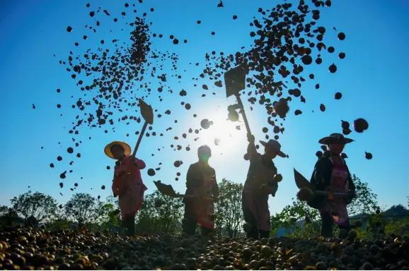  ??  ?? Le 29 octobre 2019, dans le village de Jingui, district de Xuyong, ville de Cangzhou (province du Sichuan), des ouvriers agricoles exposent en plein air les fruits du camélia pour les faire sécher.