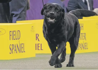  ?? MARY ALTAFFER/AP ?? Memo, a Labrador retriever, competes during the Westminste­r Kennel Club Dog Show in New York in 2018.