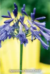  ??  ?? Agapanthus ‘Storm Cloud’