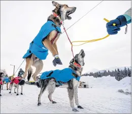  ??  ?? Oogruk, a dog in Kristy Berington’s team, jumps before departure from Takotna, Alaska.