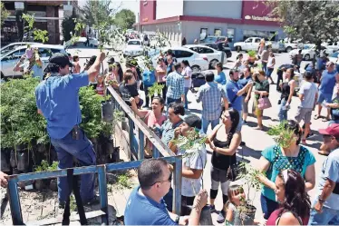  ??  ?? Hubo una alta demanda de personas que querían llevarse un árbol a su casa