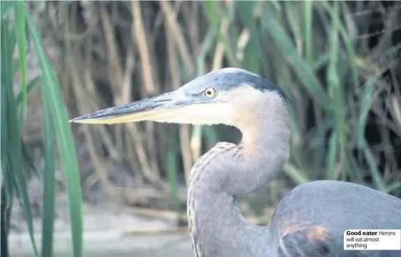  ??  ?? Good eater Herons will eat almost anything