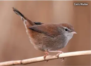  ??  ?? Cetti’s Warbler