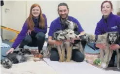  ??  ?? Rolo, Minstrel, Bounty, Skittles, Cadbury and Twirl are looking for new homes (Image: Mayhew)