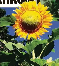 Bunga Matahari Unik Berkhasiat Pressreader