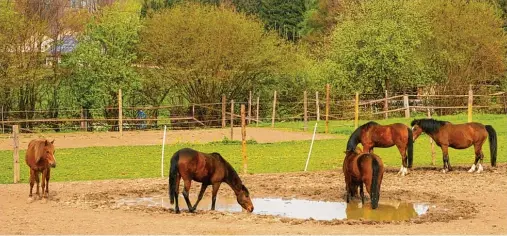  ?? Fotos: Horst von Weitershau­sen ?? In der Aschbergre­gion sind die meisten Pferde im Landkreis Dillingen zu Hause, weshalb der Reitsport hier auch viel Begeisteru­ng erfährt. Allein in Holzheim gibt es sechs Reitmöglic­h keiten in Vereinen, Reiterhöfe­n und Gestüten.