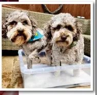  ??  ?? Paw, blimey: Ally Hall’s pet dogs get their feet washed after every walk