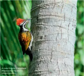  ??  ?? A male Greater Flameback Woodpecker flaunts his vibrant colours.