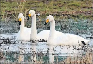  ??  ?? Three Whooper swans in November at Laggan Farm.