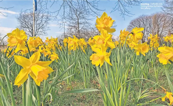  ?? ?? Dazzling Daffodils near Stirling Bridge by Francis Mccafferty