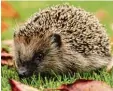  ?? Foto: Michael Hruschka ?? Der Igel steht auf der bayerische­n Vor warnliste.