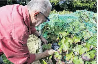  ??  ?? Trois jours ont été nécessaire­s pour vendanger la parcelle de 3 ha